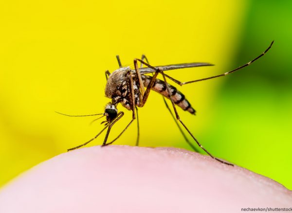 Dangerous,Zika,Infected,Mosquito,Bite,On,Yellow,Background.,Leishmaniasis,,Encephalitis,