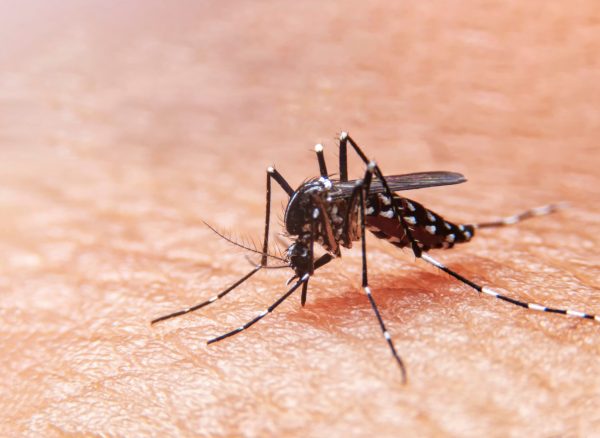 Striped,Mosquitoes,Are,Eating,Blood,On,Human,Skin.,Mosquitoes,Are