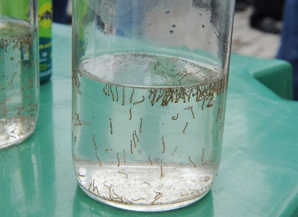 larvas
